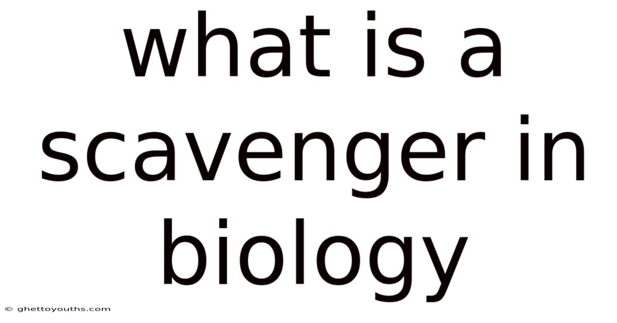 What Is A Scavenger In Biology