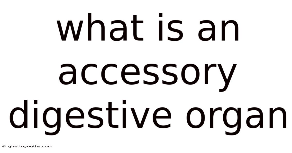 What Is An Accessory Digestive Organ
