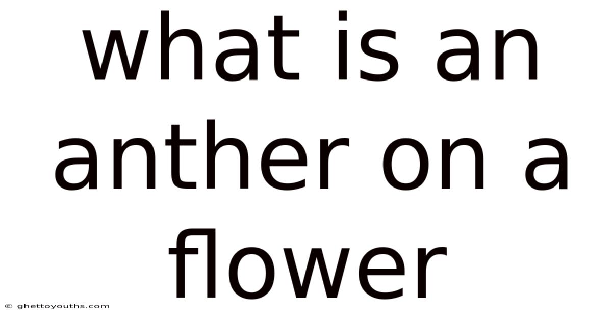 What Is An Anther On A Flower