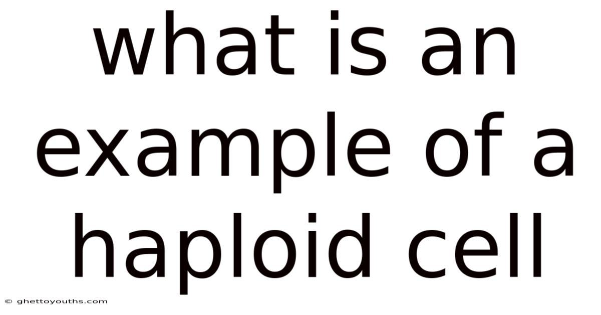 What Is An Example Of A Haploid Cell