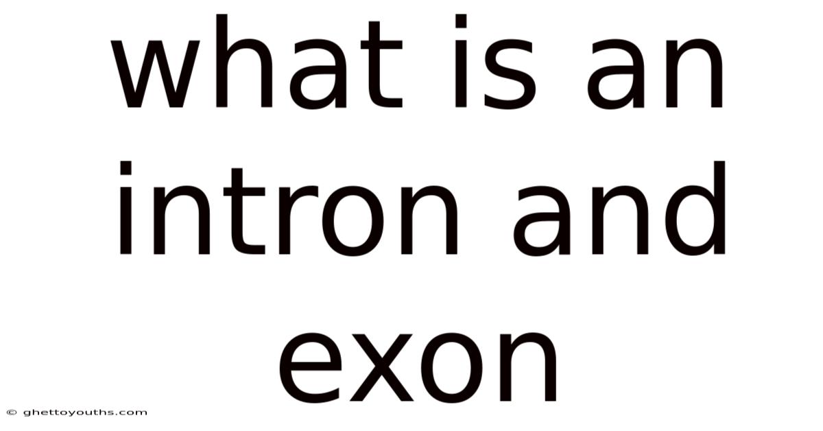 What Is An Intron And Exon