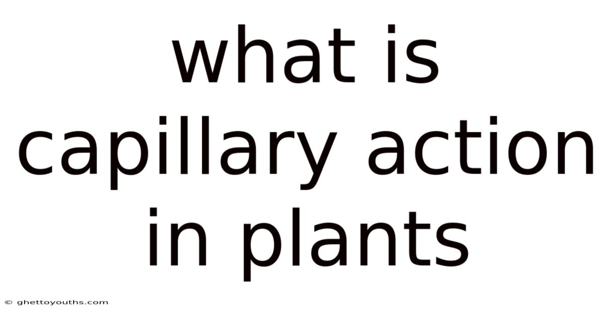 What Is Capillary Action In Plants