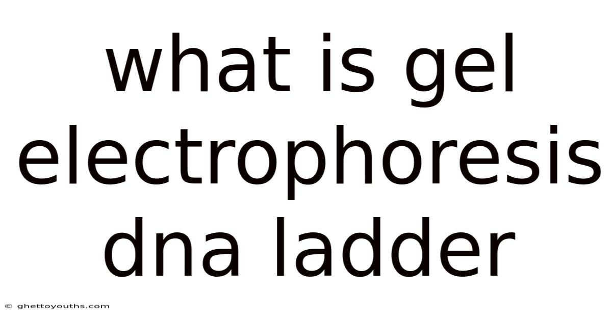 What Is Gel Electrophoresis Dna Ladder