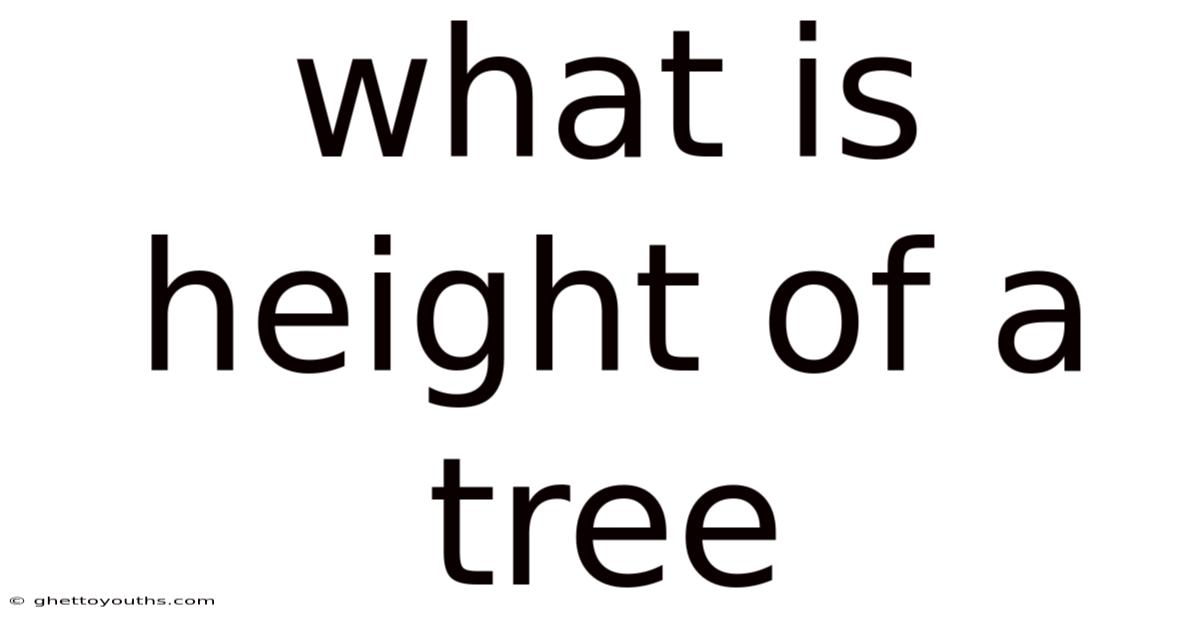 What Is Height Of A Tree