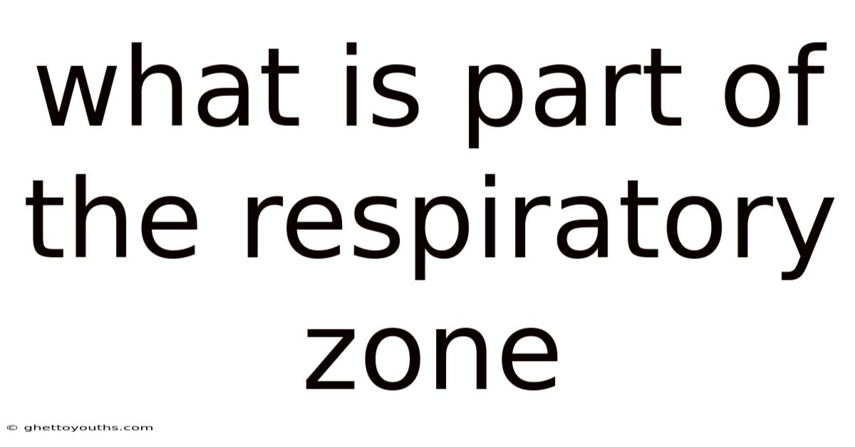What Is Part Of The Respiratory Zone