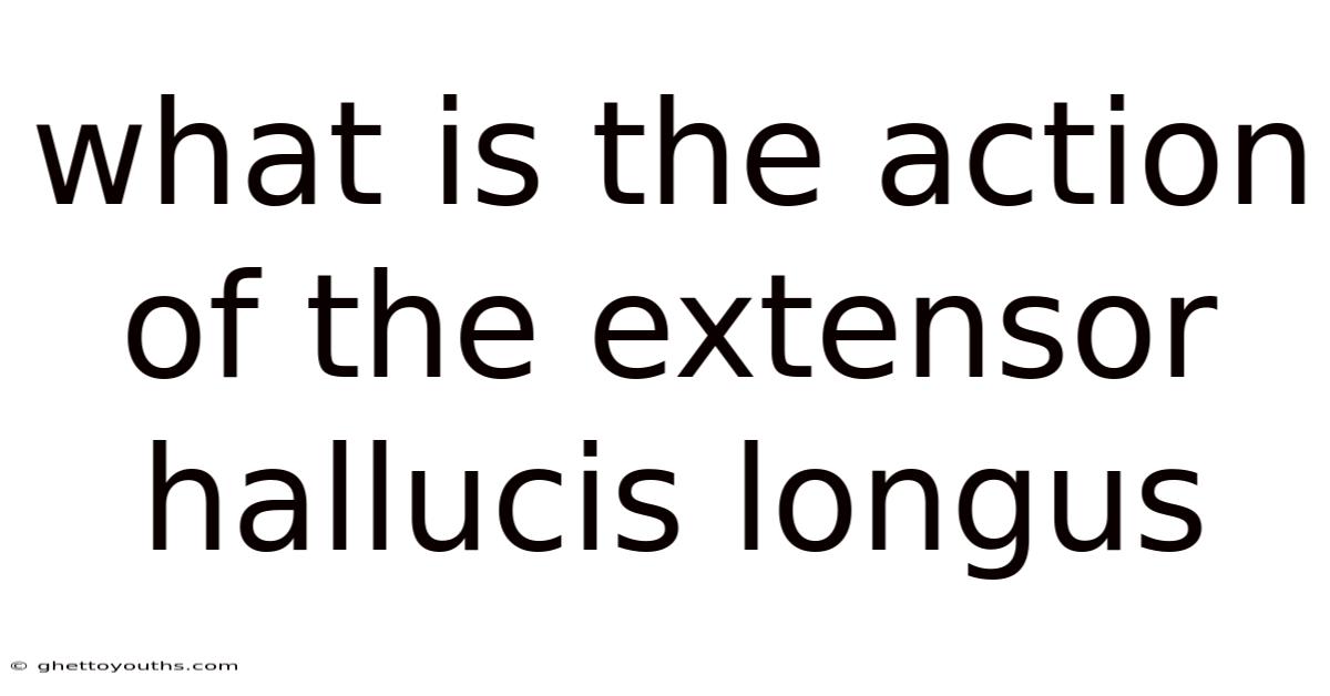What Is The Action Of The Extensor Hallucis Longus