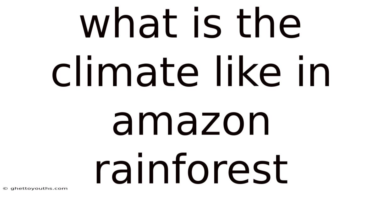 What Is The Climate Like In Amazon Rainforest