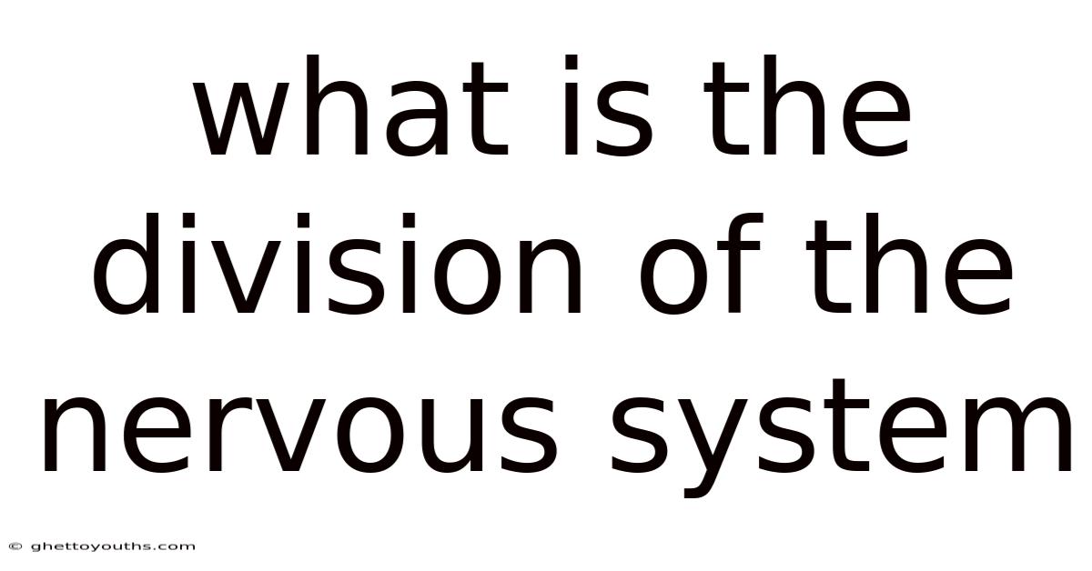 What Is The Division Of The Nervous System