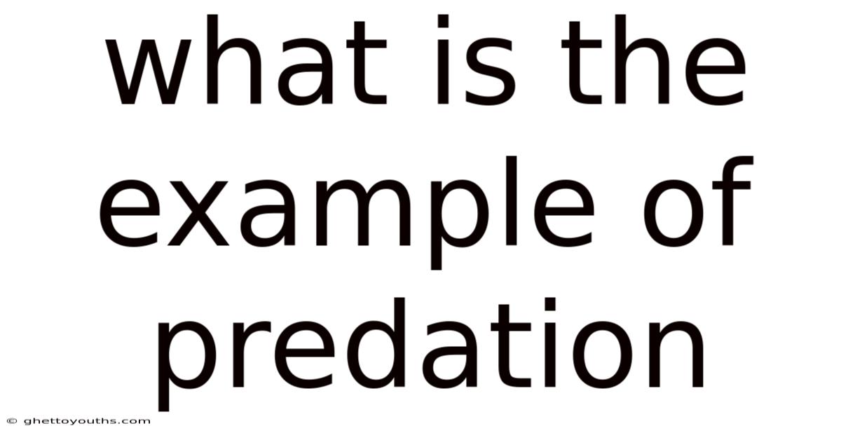 What Is The Example Of Predation