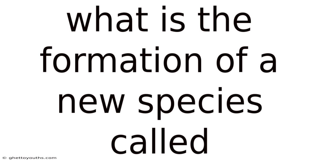 What Is The Formation Of A New Species Called