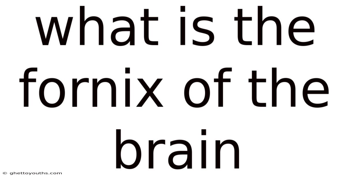 What Is The Fornix Of The Brain