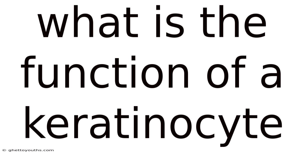 What Is The Function Of A Keratinocyte