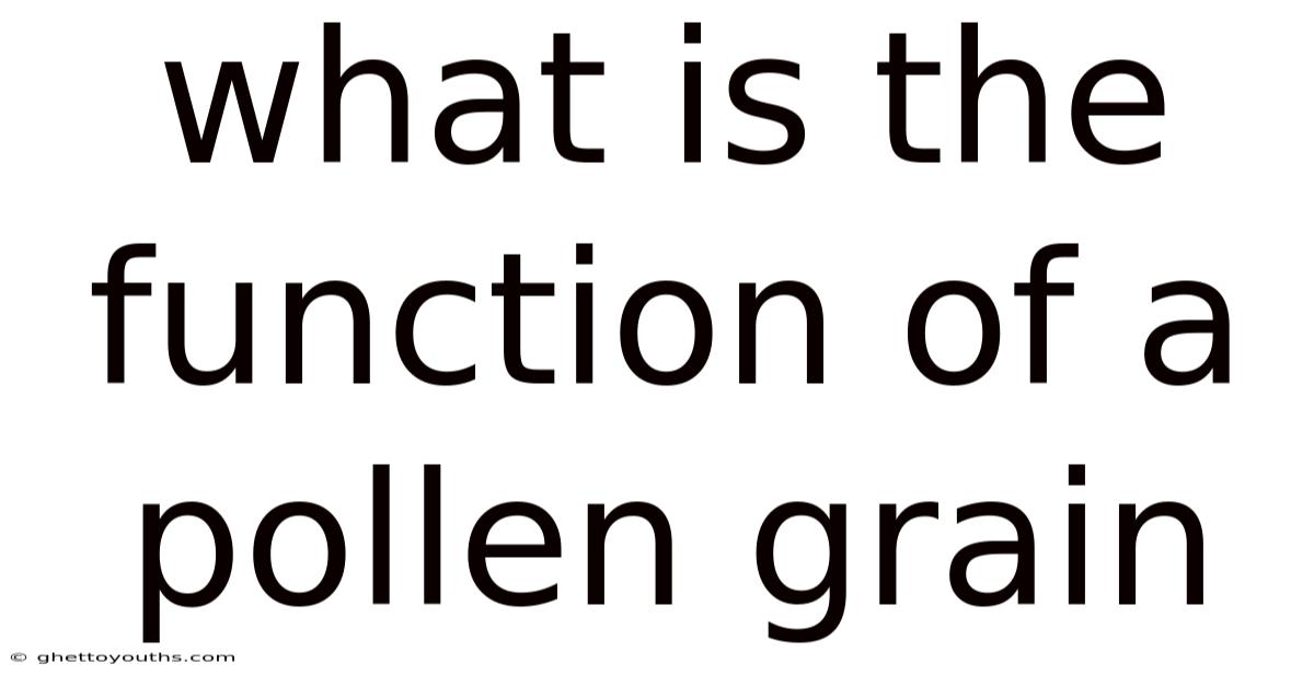 What Is The Function Of A Pollen Grain
