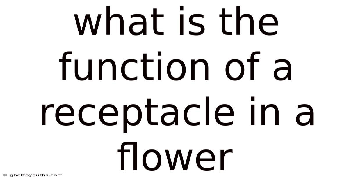 What Is The Function Of A Receptacle In A Flower