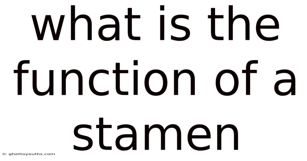 What Is The Function Of A Stamen