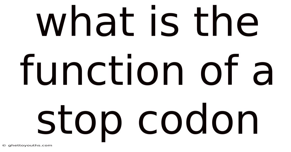 What Is The Function Of A Stop Codon