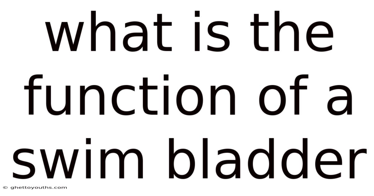 What Is The Function Of A Swim Bladder