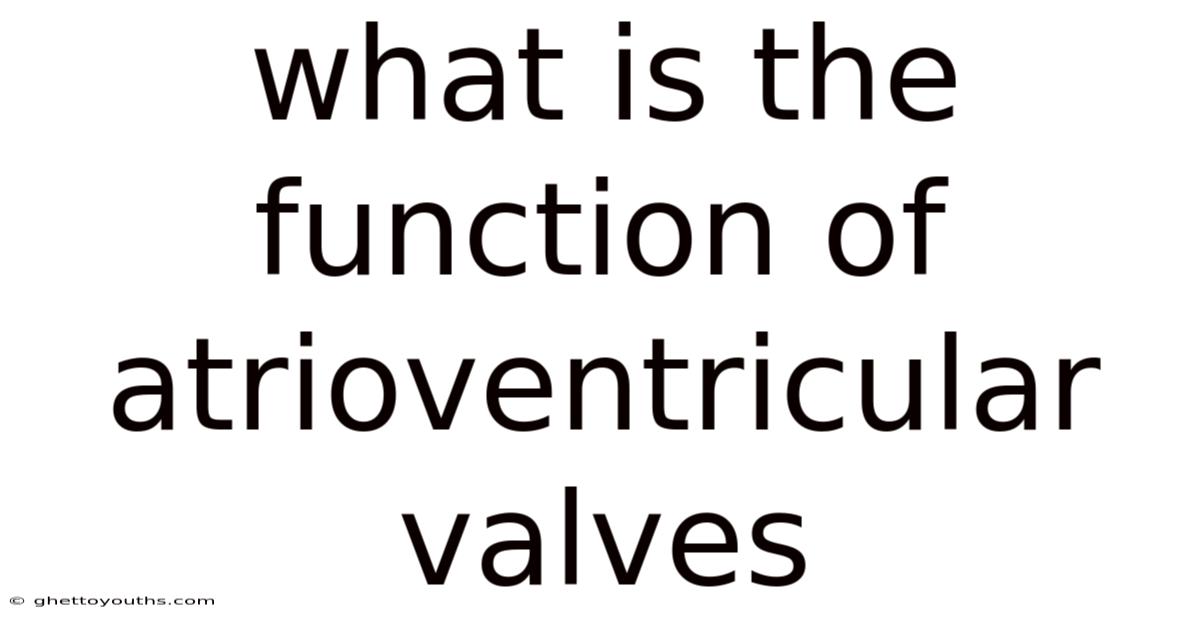 What Is The Function Of Atrioventricular Valves