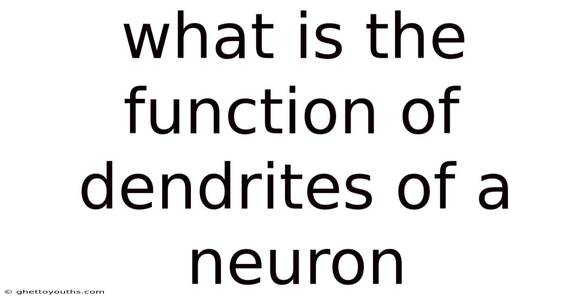 What Is The Function Of Dendrites Of A Neuron