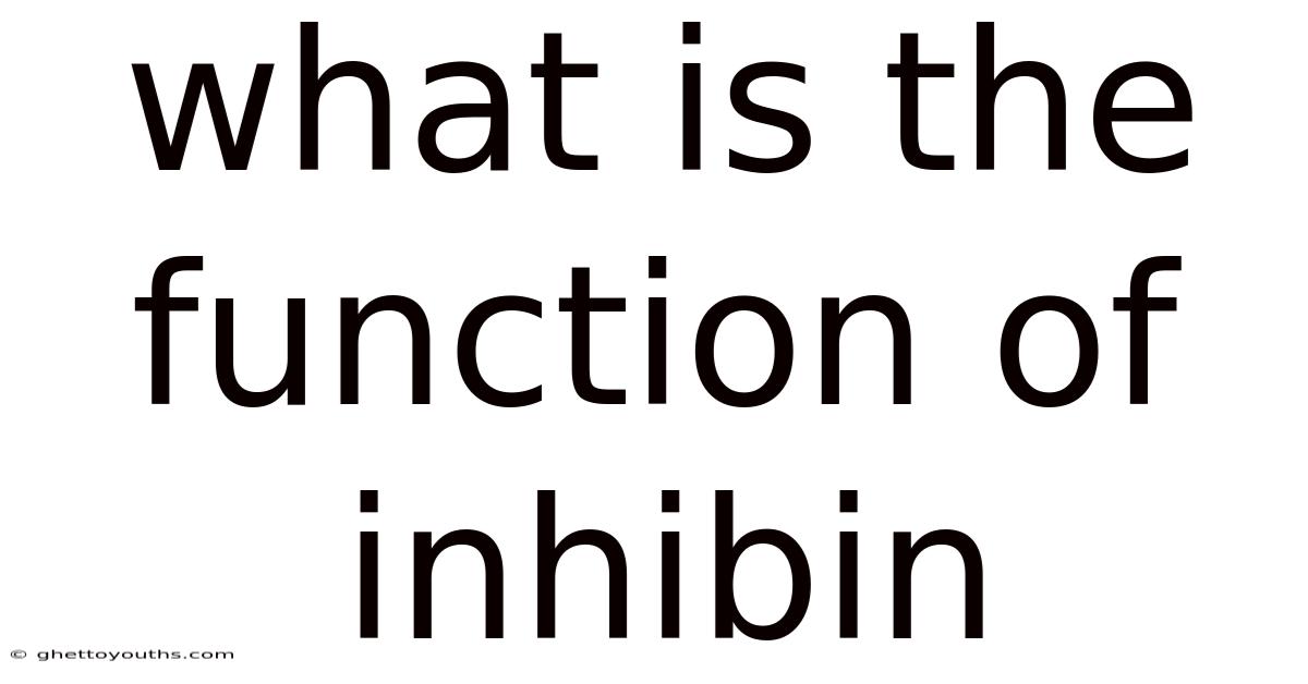 What Is The Function Of Inhibin