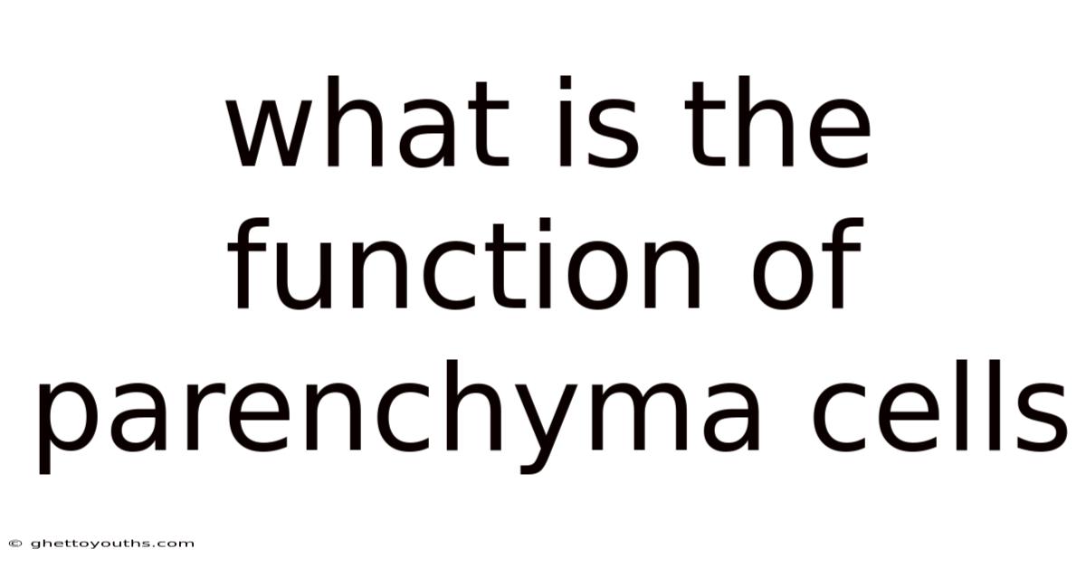What Is The Function Of Parenchyma Cells