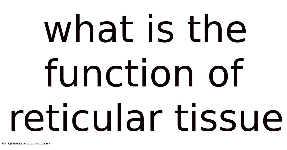 What Is The Function Of Reticular Tissue