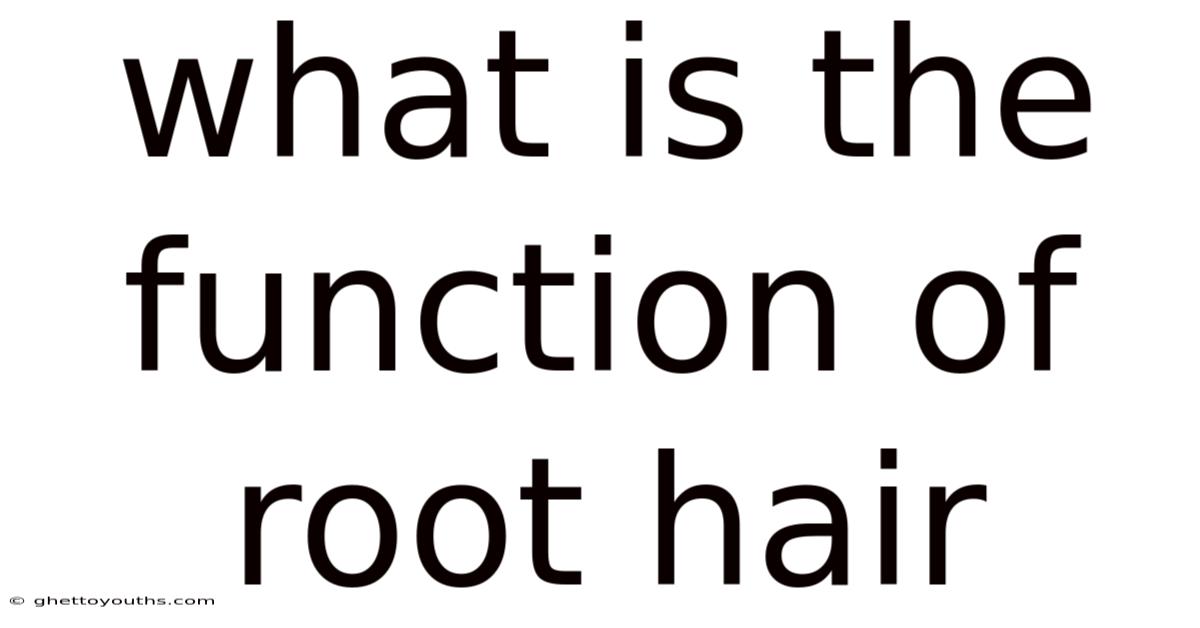 What Is The Function Of Root Hair