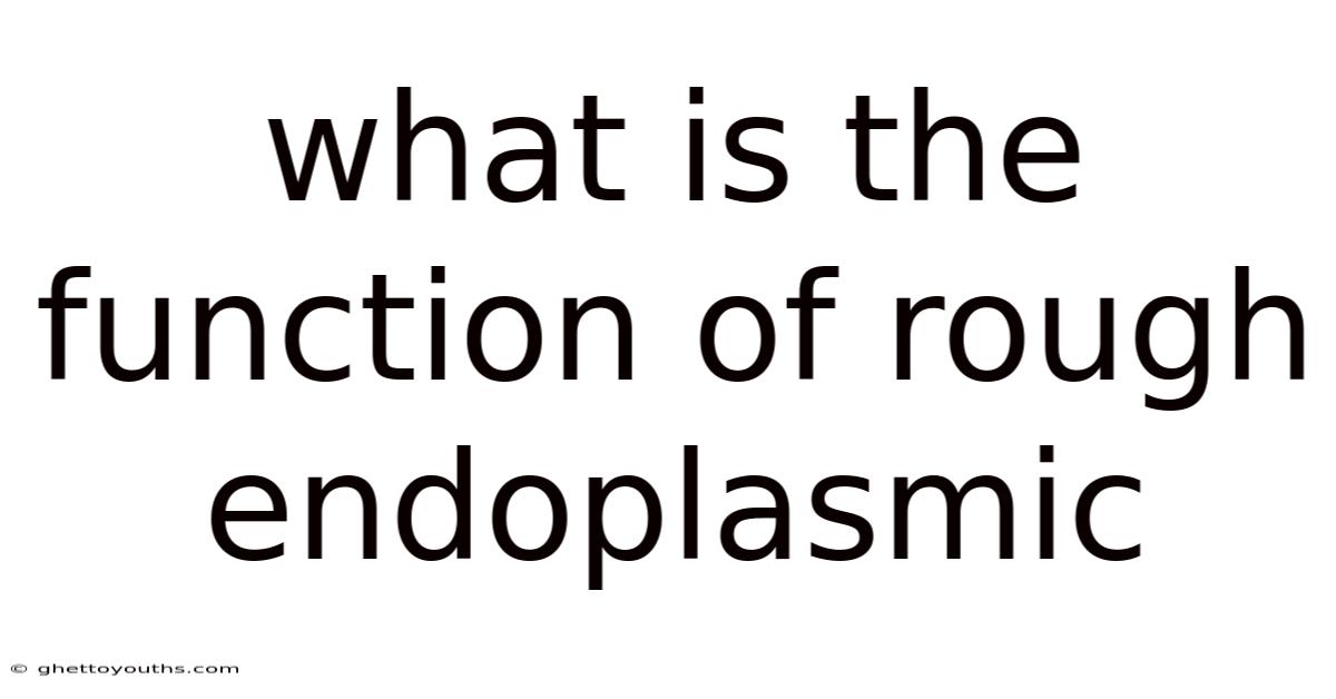 What Is The Function Of Rough Endoplasmic