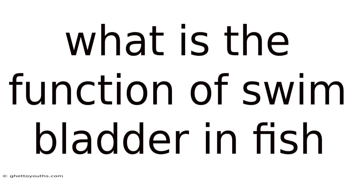 What Is The Function Of Swim Bladder In Fish