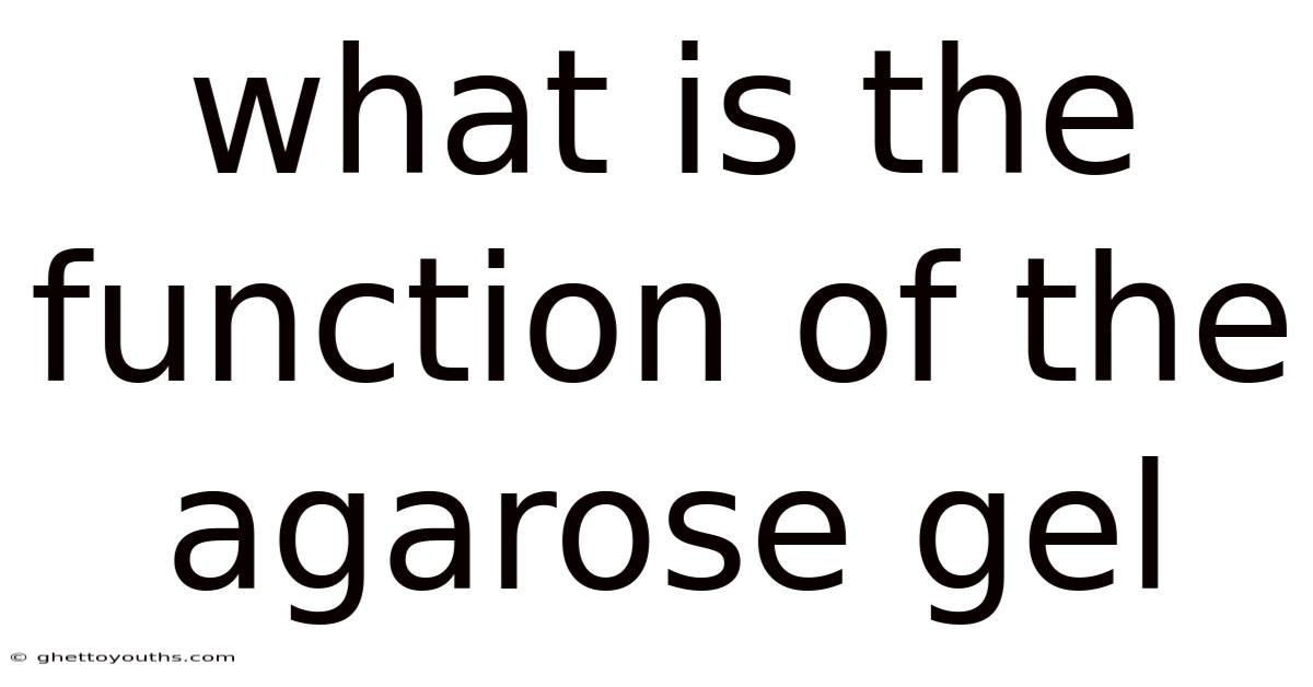 What Is The Function Of The Agarose Gel