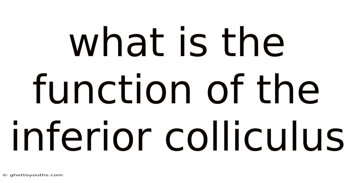What Is The Function Of The Inferior Colliculus
