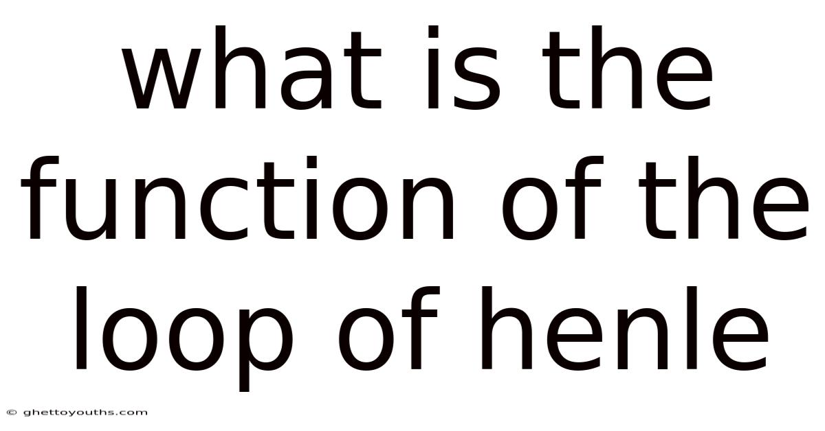 What Is The Function Of The Loop Of Henle