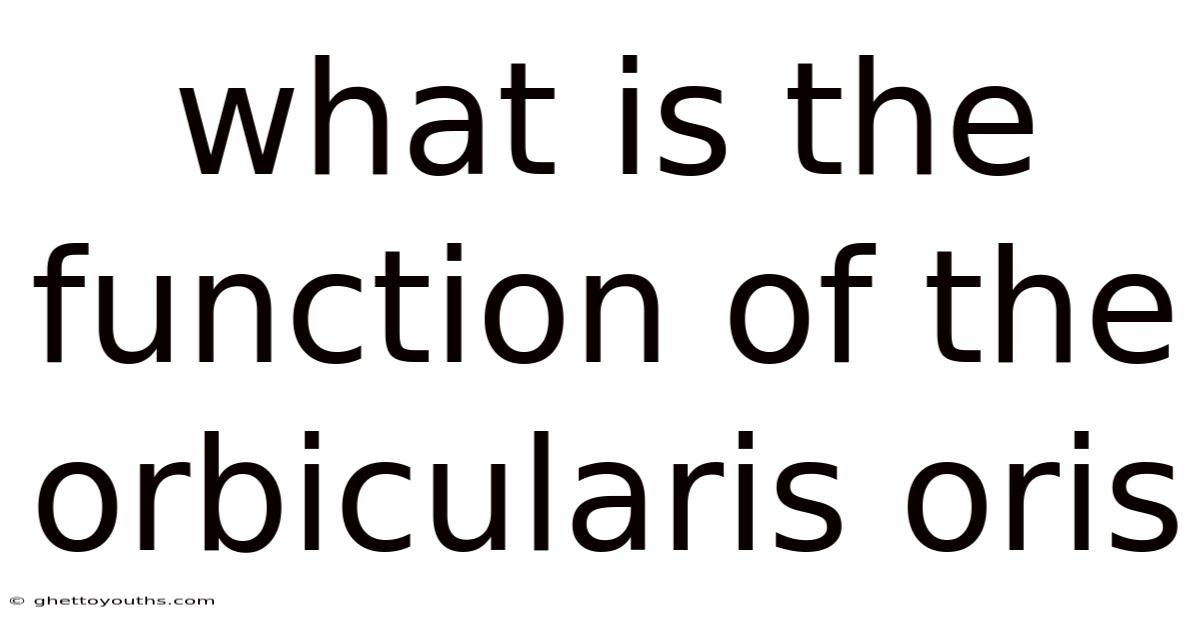 What Is The Function Of The Orbicularis Oris
