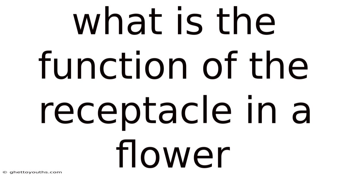 What Is The Function Of The Receptacle In A Flower
