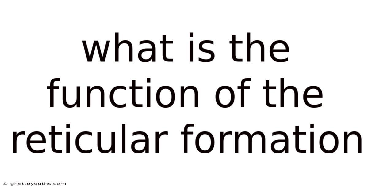 What Is The Function Of The Reticular Formation