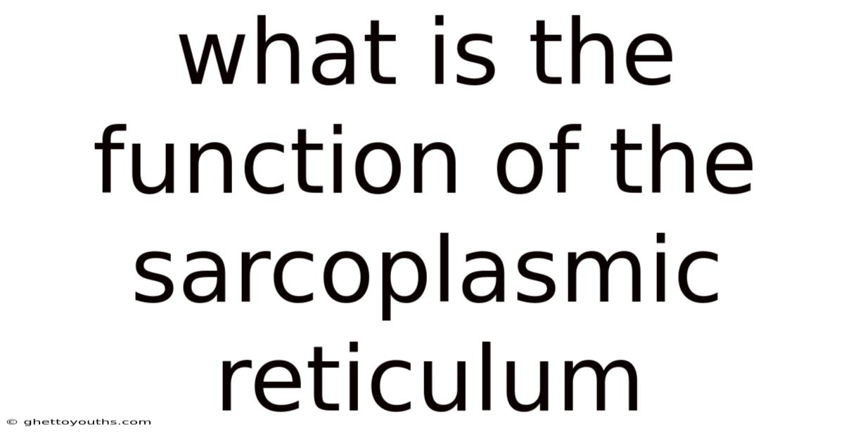 What Is The Function Of The Sarcoplasmic Reticulum