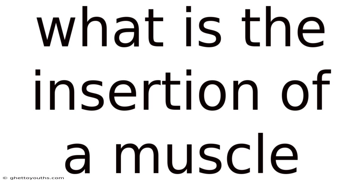 What Is The Insertion Of A Muscle