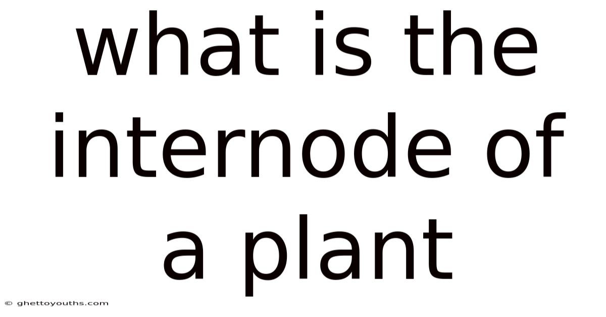What Is The Internode Of A Plant