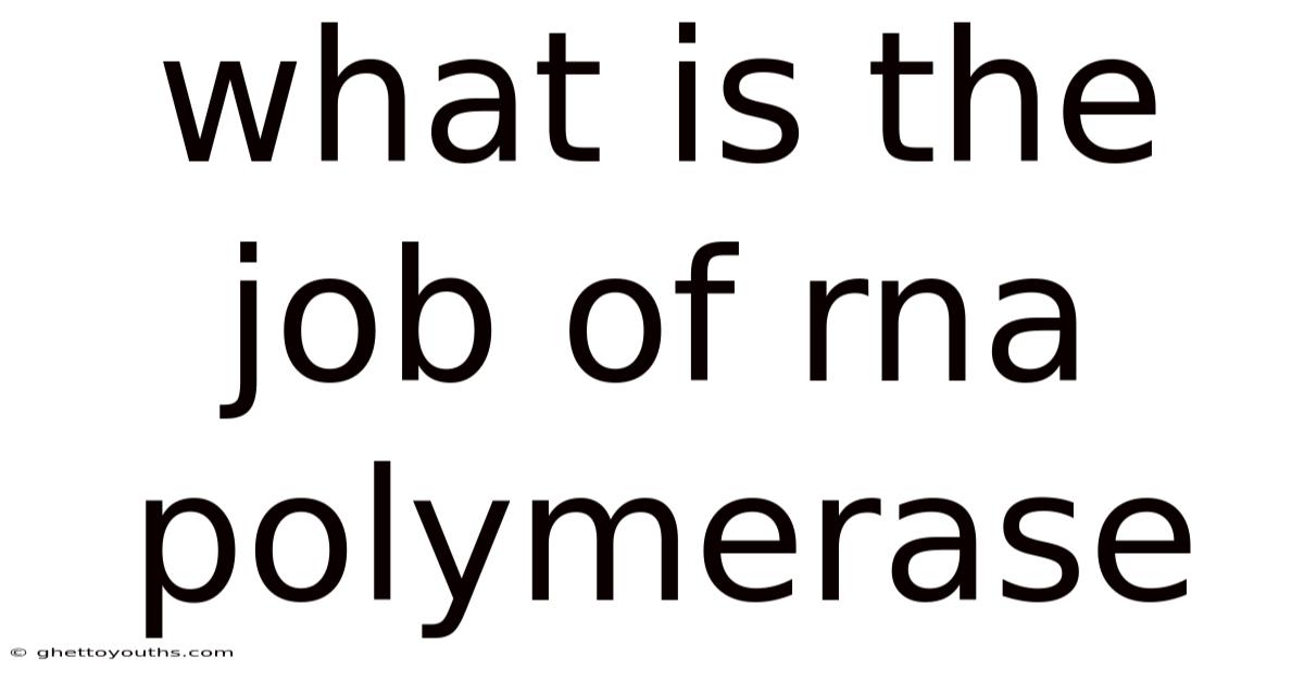 What Is The Job Of Rna Polymerase