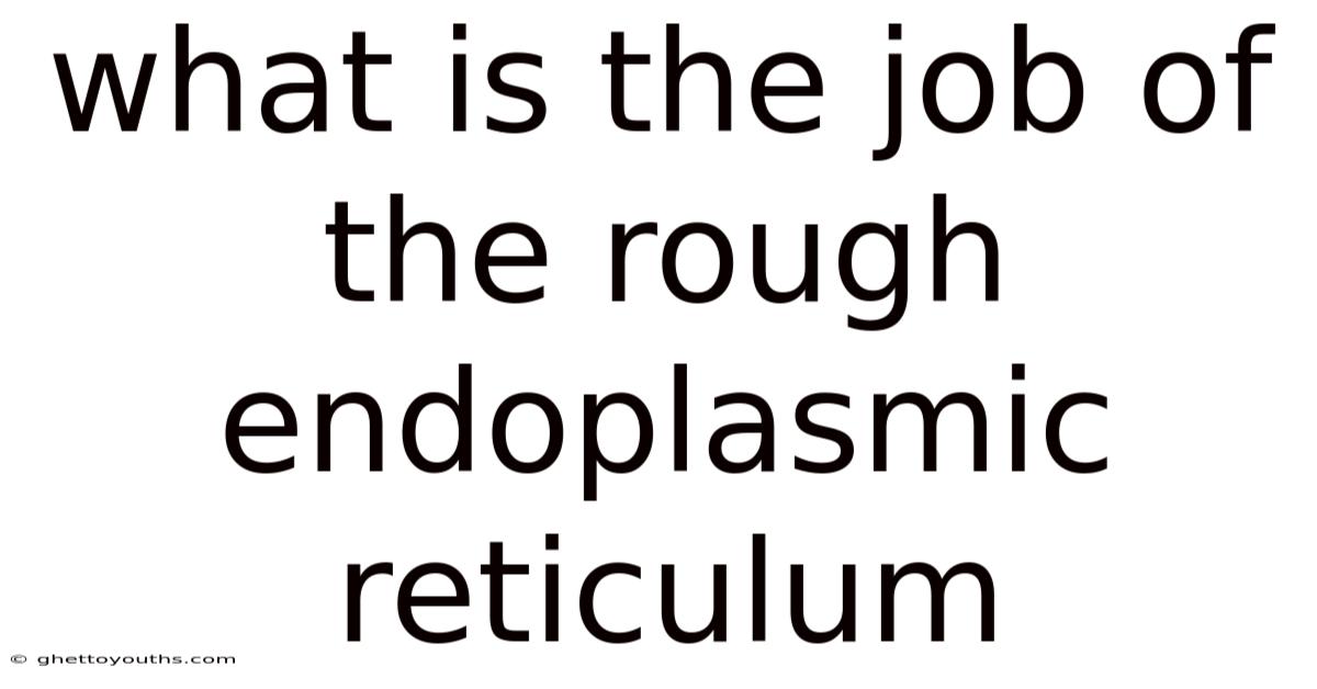 What Is The Job Of The Rough Endoplasmic Reticulum