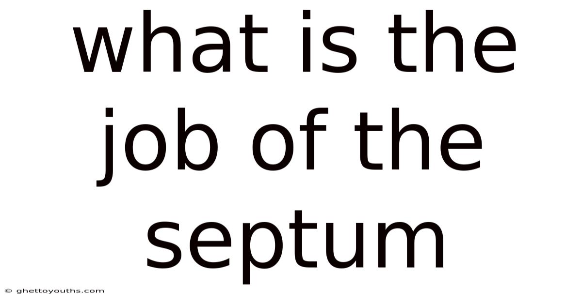 What Is The Job Of The Septum