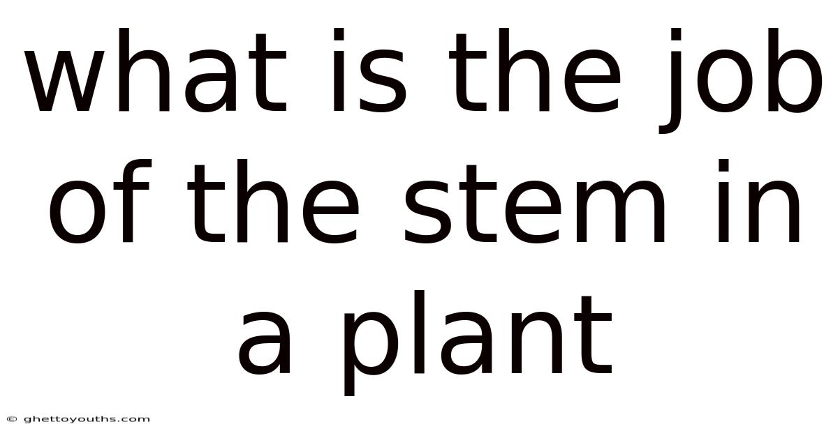 What Is The Job Of The Stem In A Plant