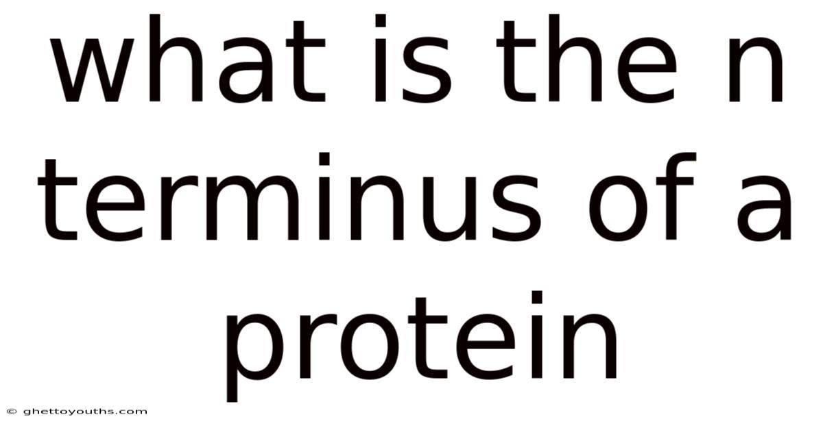 What Is The N Terminus Of A Protein
