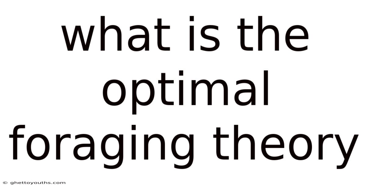What Is The Optimal Foraging Theory