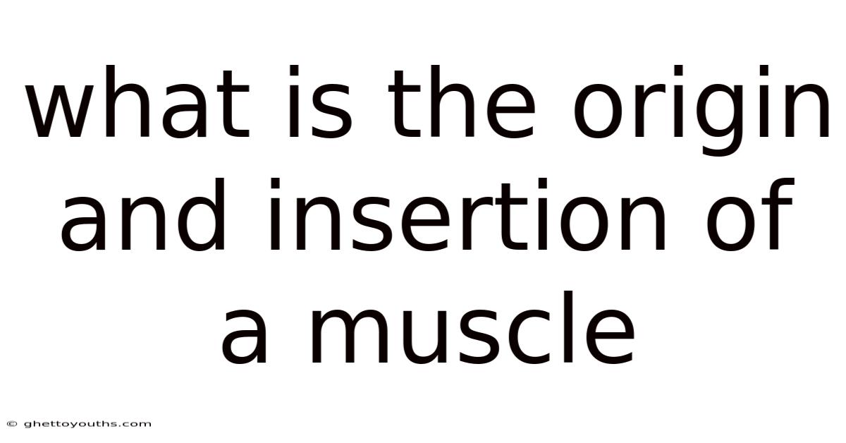 What Is The Origin And Insertion Of A Muscle