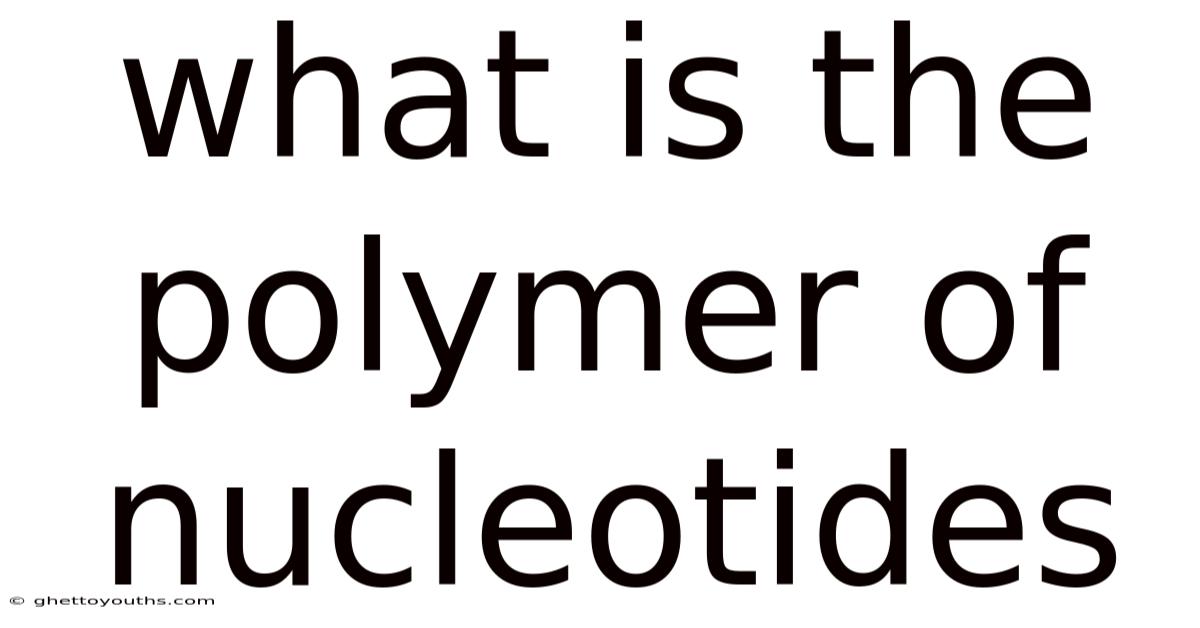 What Is The Polymer Of Nucleotides