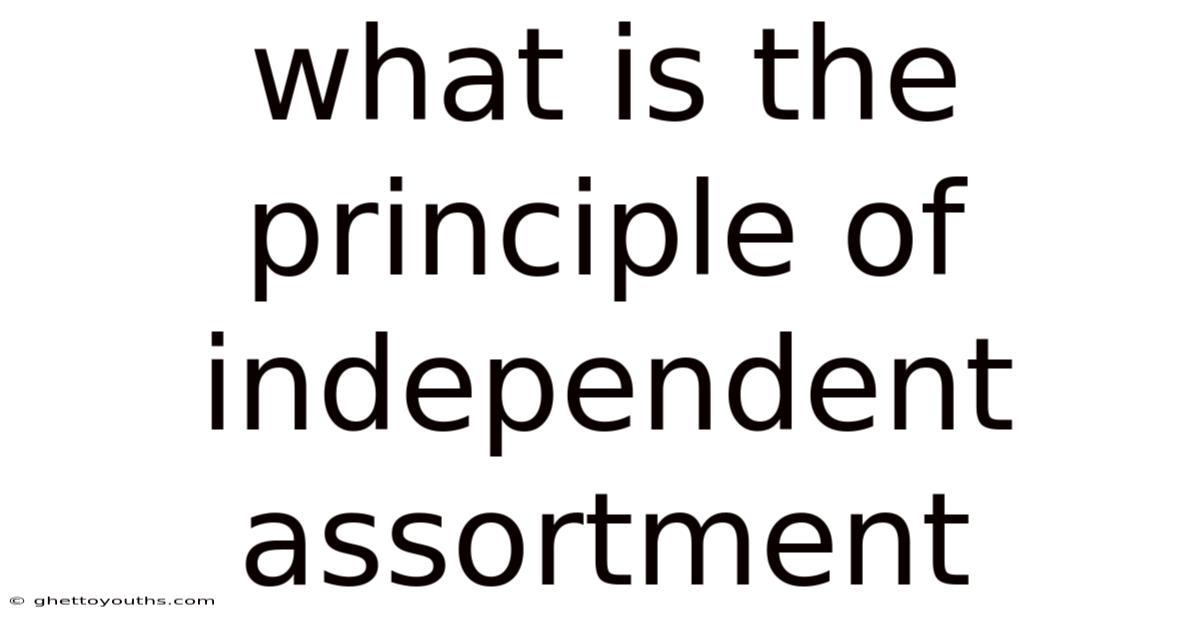 What Is The Principle Of Independent Assortment