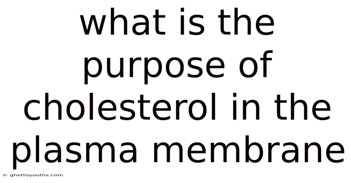 What Is The Purpose Of Cholesterol In The Plasma Membrane
