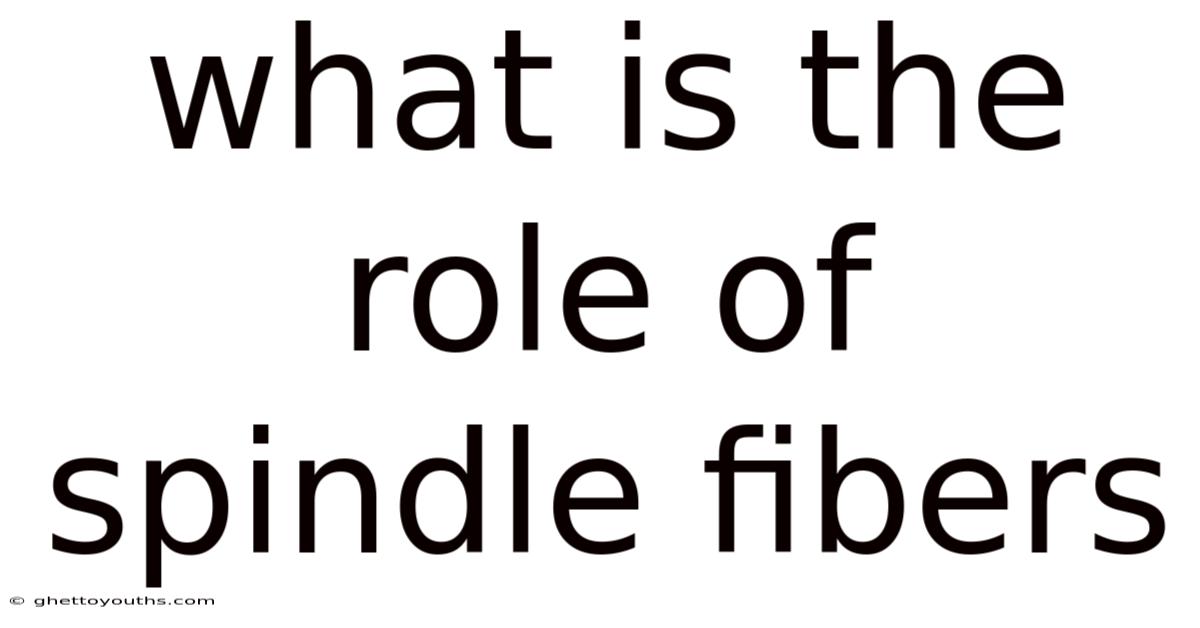 What Is The Role Of Spindle Fibers