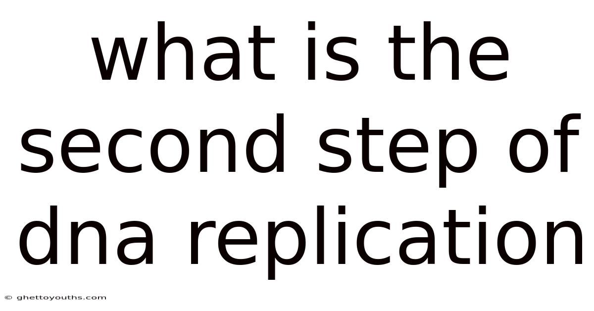 What Is The Second Step Of Dna Replication